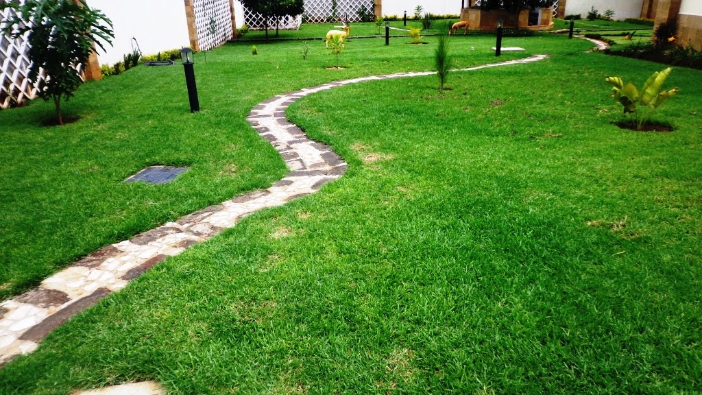 kikuyu grass lawn