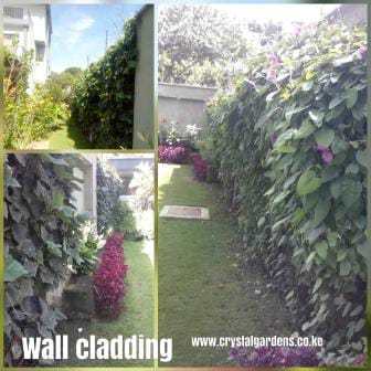 wall creepers used in vertical gardening