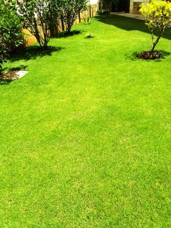 Grass for lawn