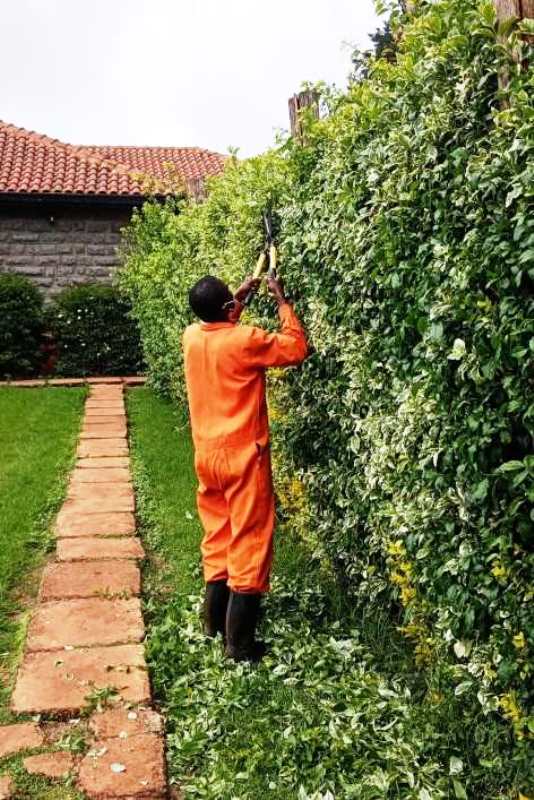 garden maintenance-hedge trimming