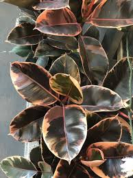 Ficus elastic variegata in a pot