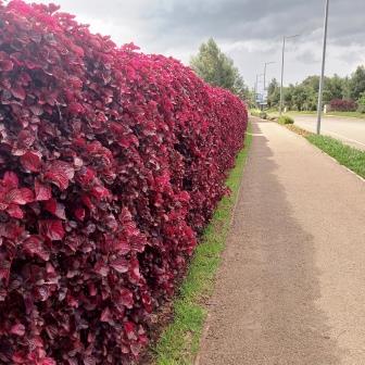 iris herbastii-beef stick hedge