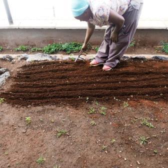 Planting vegetable seedlings