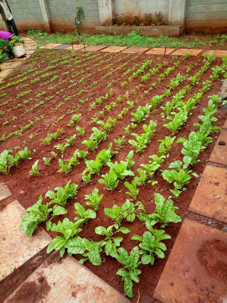 vegetable garden-spinach