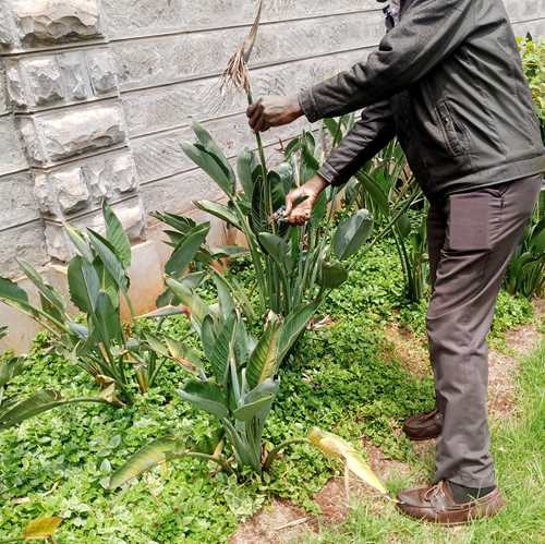 Dead heading a bird of paradise