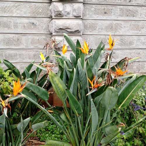 Mature bird of paradise in  bloom