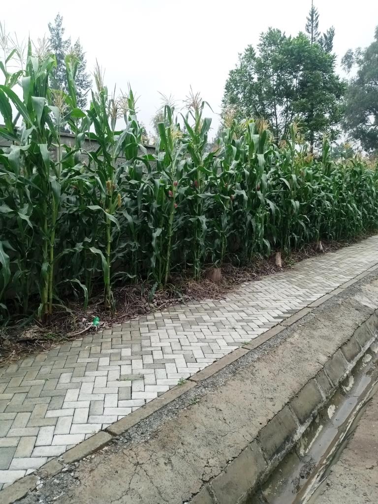 Maize with silk