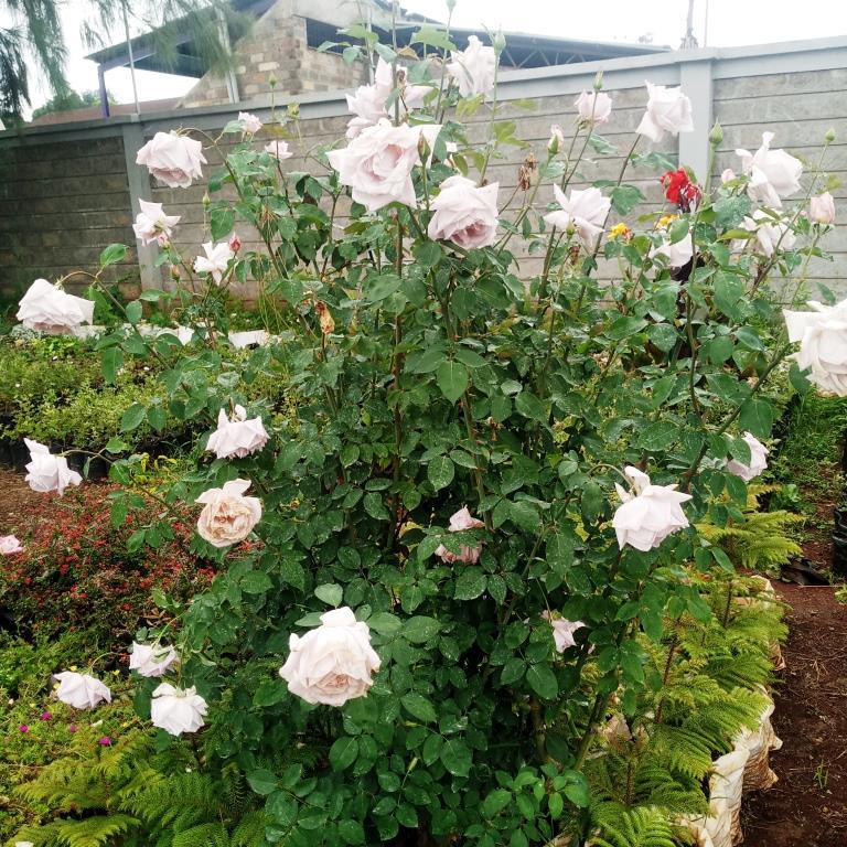 HOW TO GROW ROSES