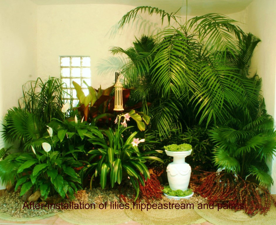 HOW TO BUY BEST INDOOR PLANTS