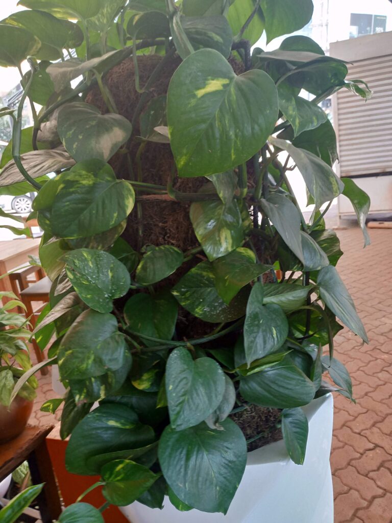 philodendron