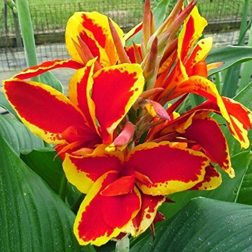 Canna indica