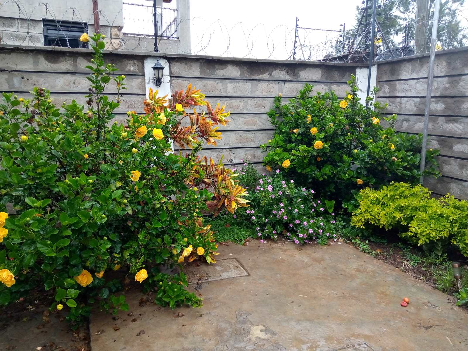 Garden shrubs in a Kenyan landscape