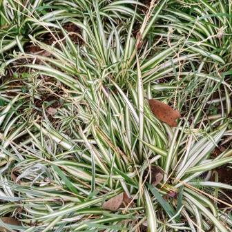 Chlorophytum comosum spider plant