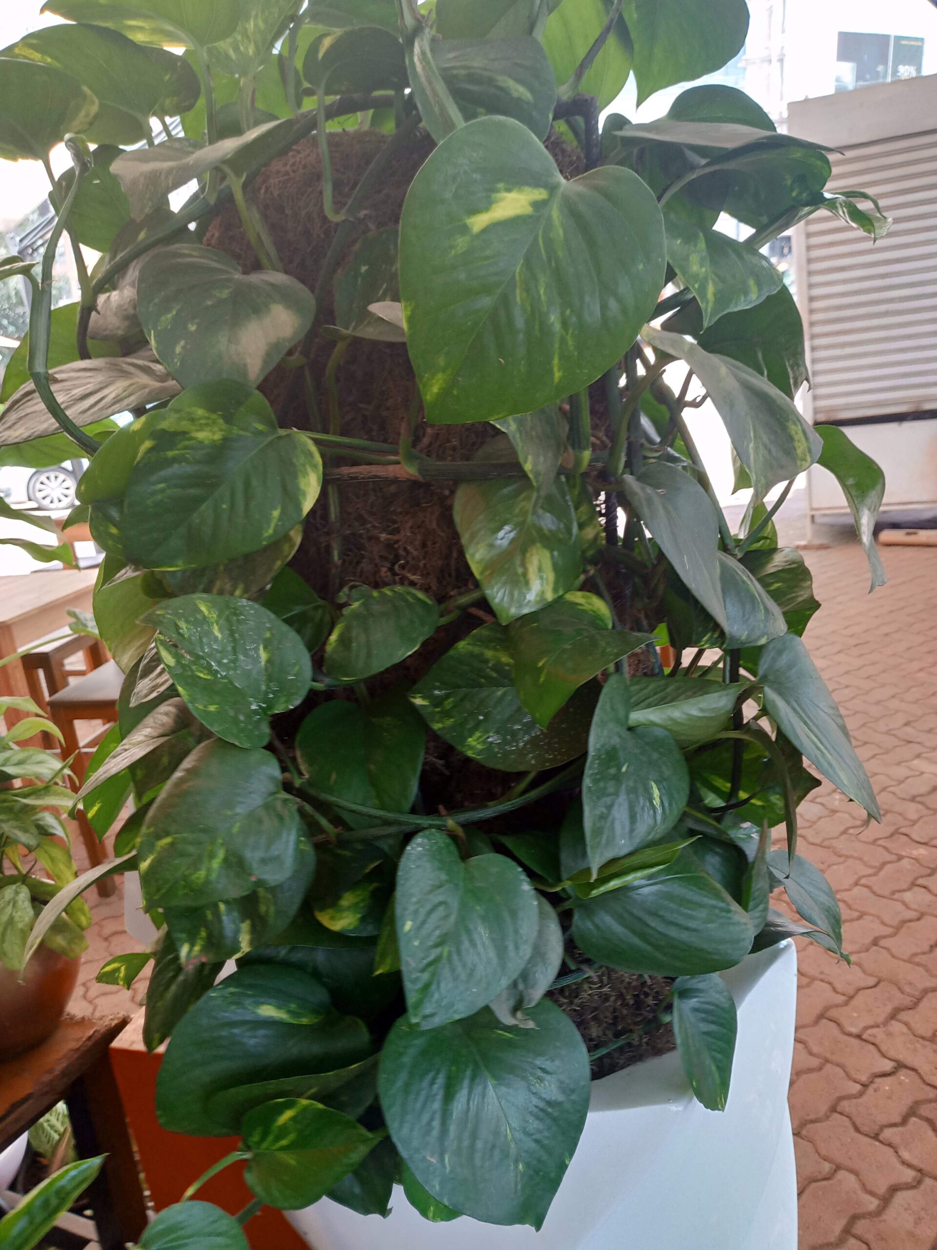 Philodendron indoors