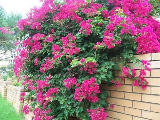 Bougainvillea
