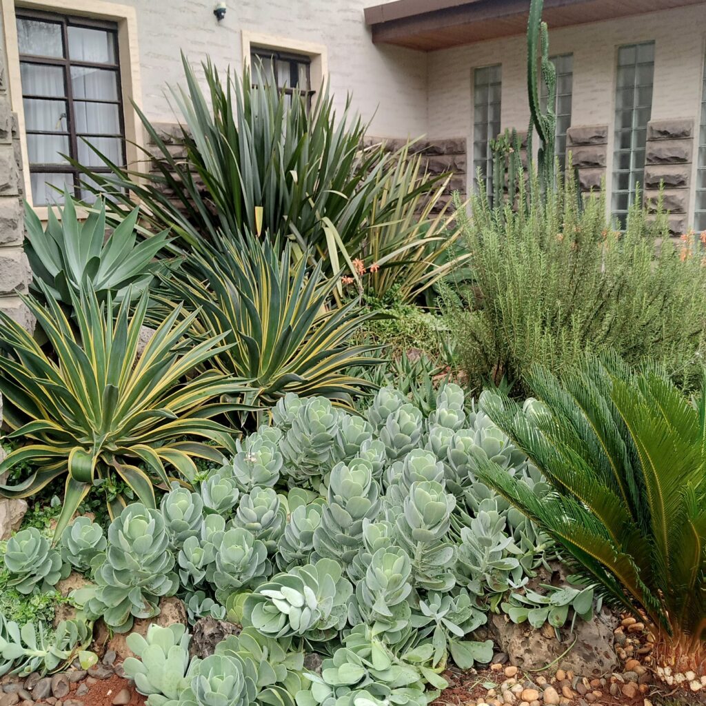 Rock garden now mature