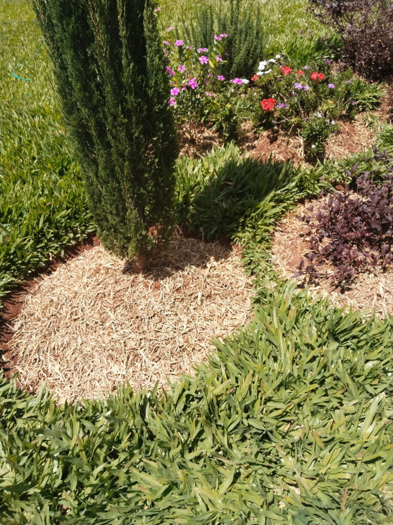Italian cypress tree mulched