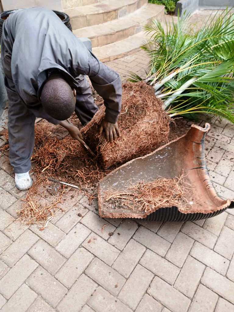 Repotting a pot bound palm