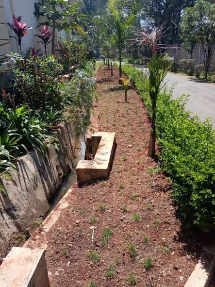 Before-lawn grass bare