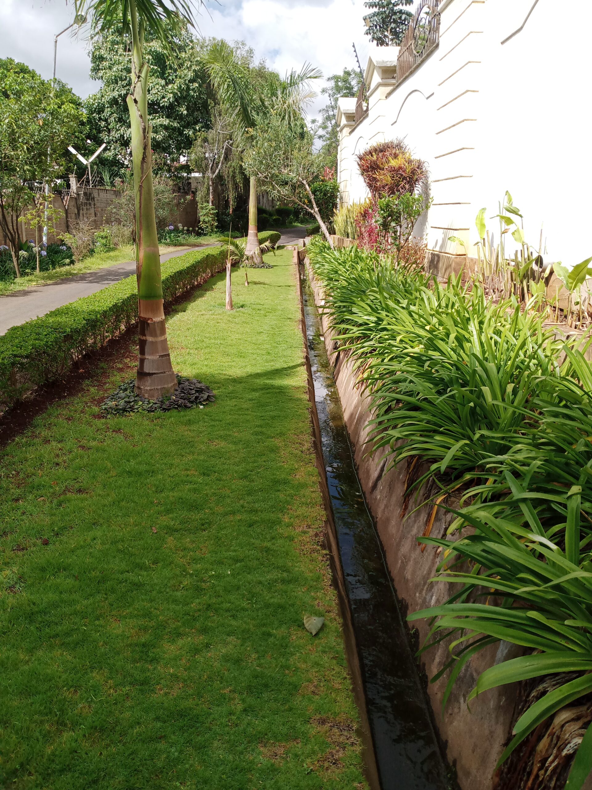 Lawn grass now matured