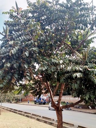 Spathodea campanulata - African Tulip Tree Nandi Flame