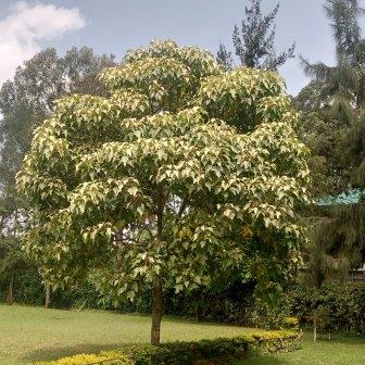 Candle Nut Tree - Aleurites moluccanus