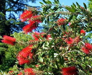 Bottlebrush - Callistemon citrinus