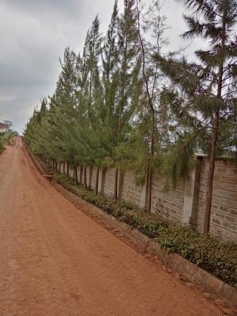 Casuarina equisetifolia - Whistling Pine