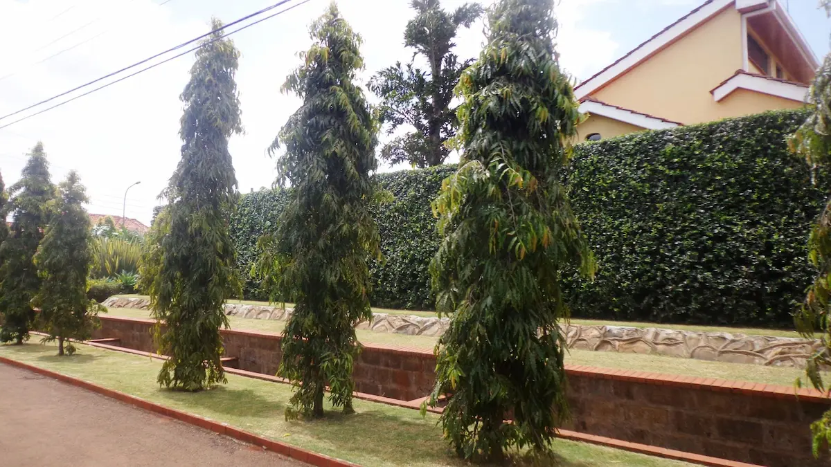 False Ashoka - Polyalthia longifolia