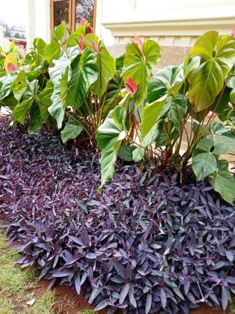 Tradescantia pallida setcreasea purple heart