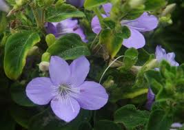 Barleria cristata philippine violet