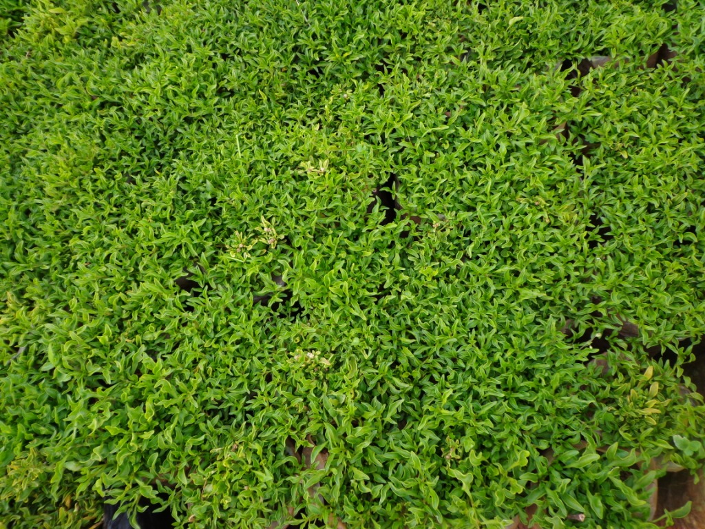 Alternanthera ficoidea