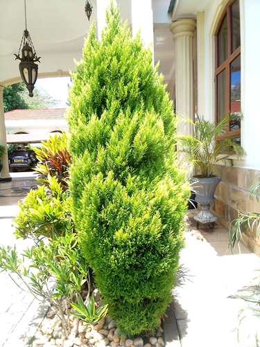 Golden Thuja - Platycladus orientalis Semperaurea