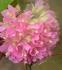Dombeya burgessiae - Pink Ball Tree Wild Pear