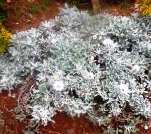 Gazania rigens treasure flower