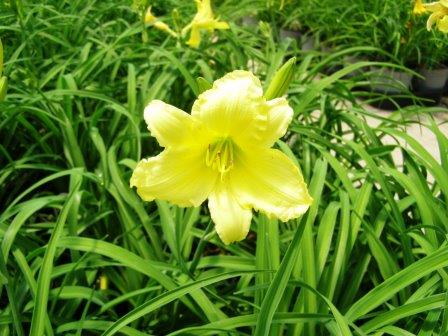 Hemerocallis daylily