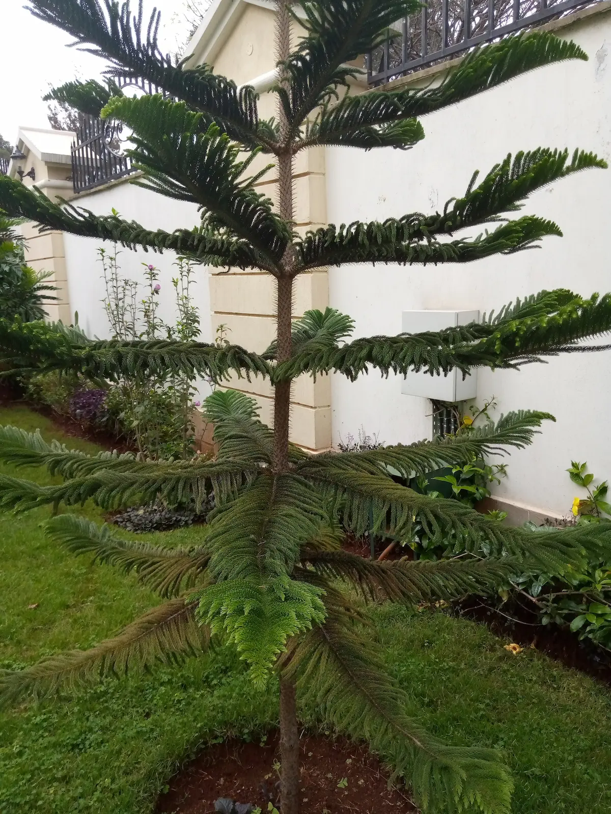 Araucaria heterophylla - Norfolk Island Pine