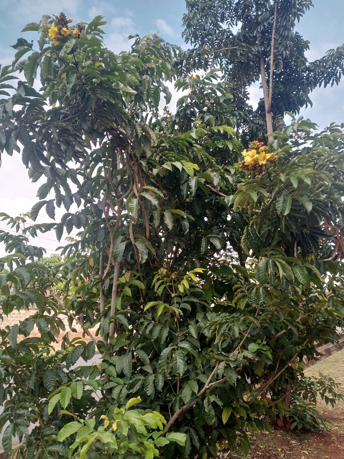 Markhamia lutea - Siala Nile Tulip Tree