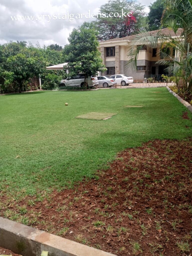 Lawn being repaired