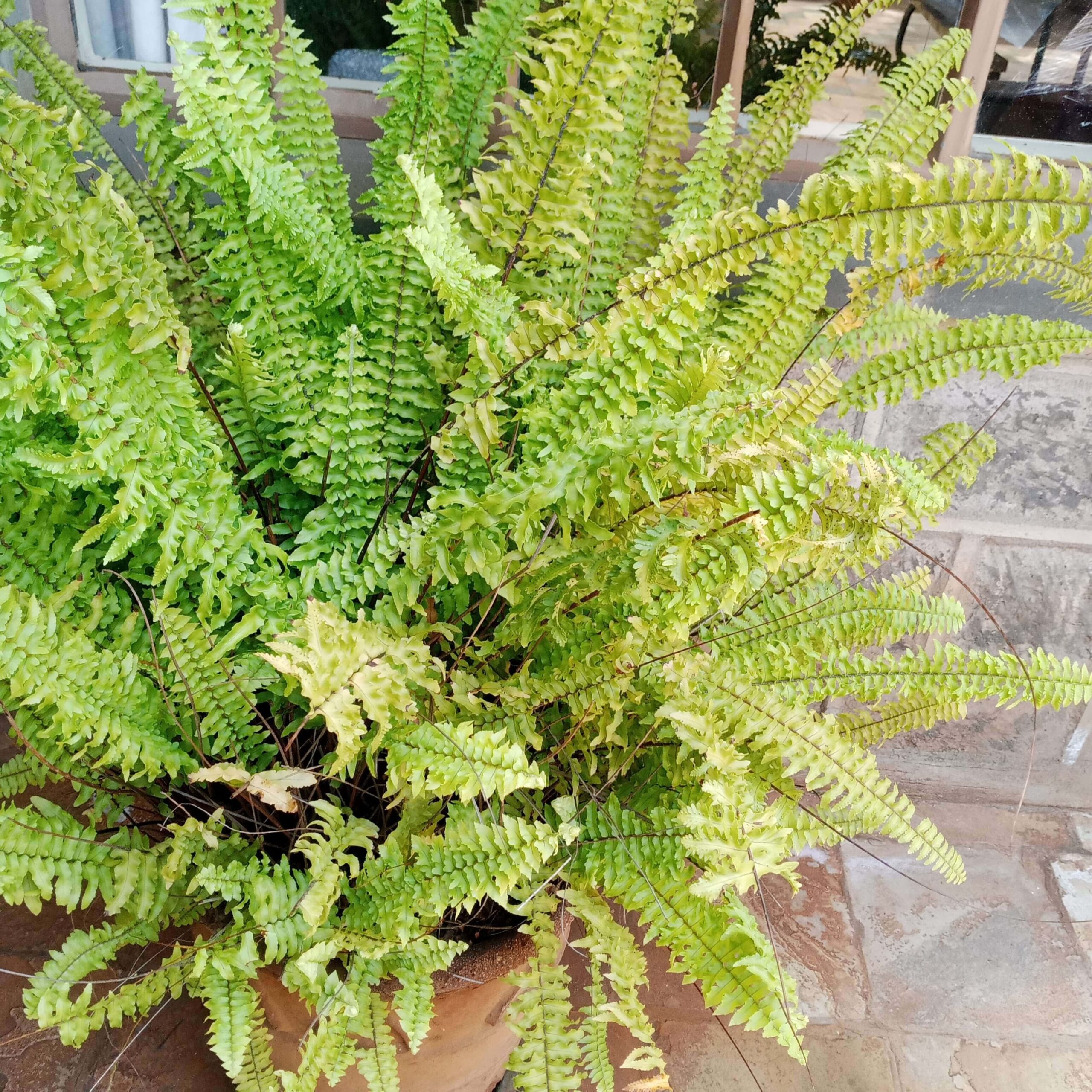 Nephrolepis sword fern