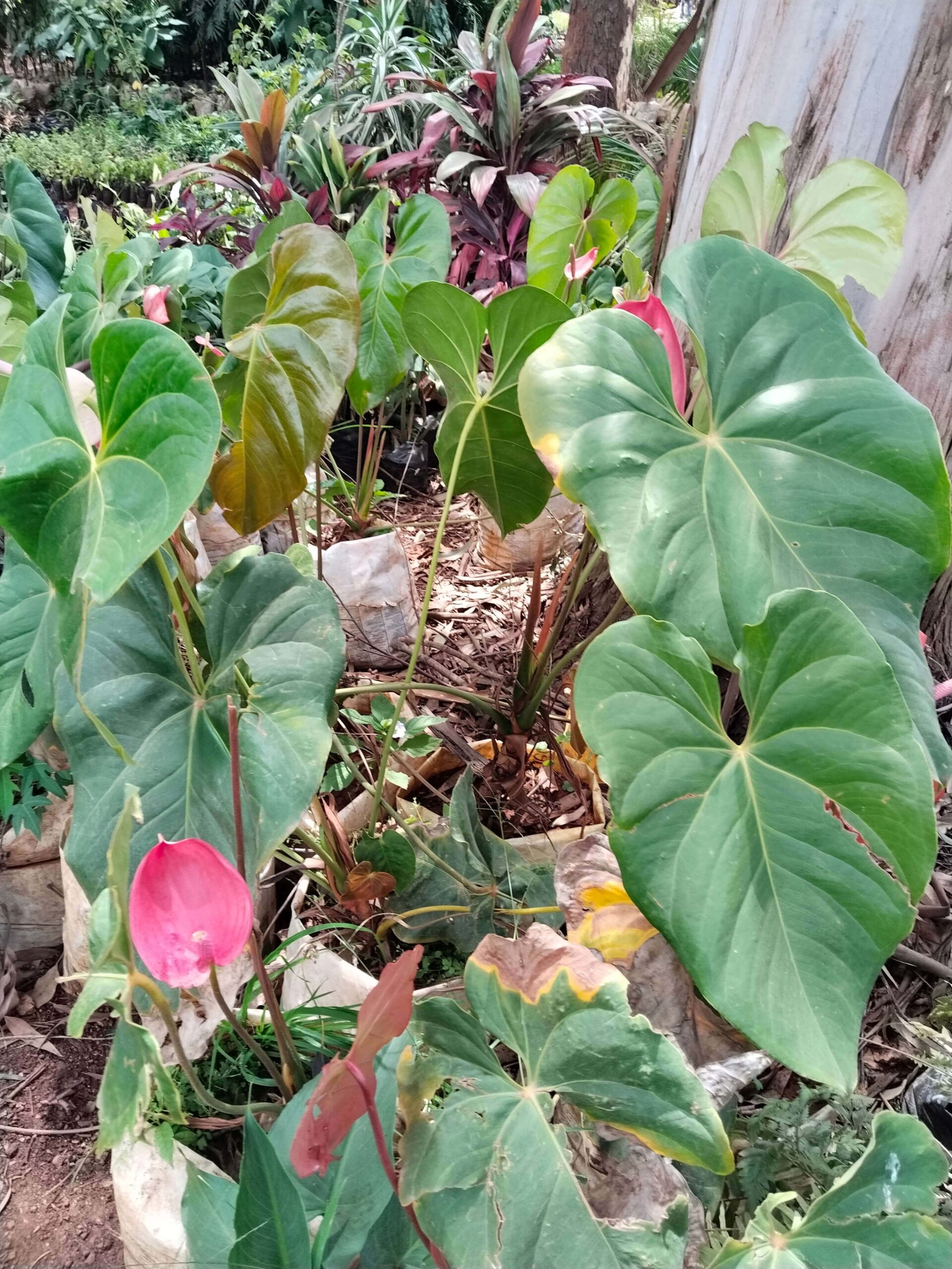 Anthurium andraeanum