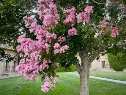 Lagerstroemia speciosa - Crape Myrtle Pride of India