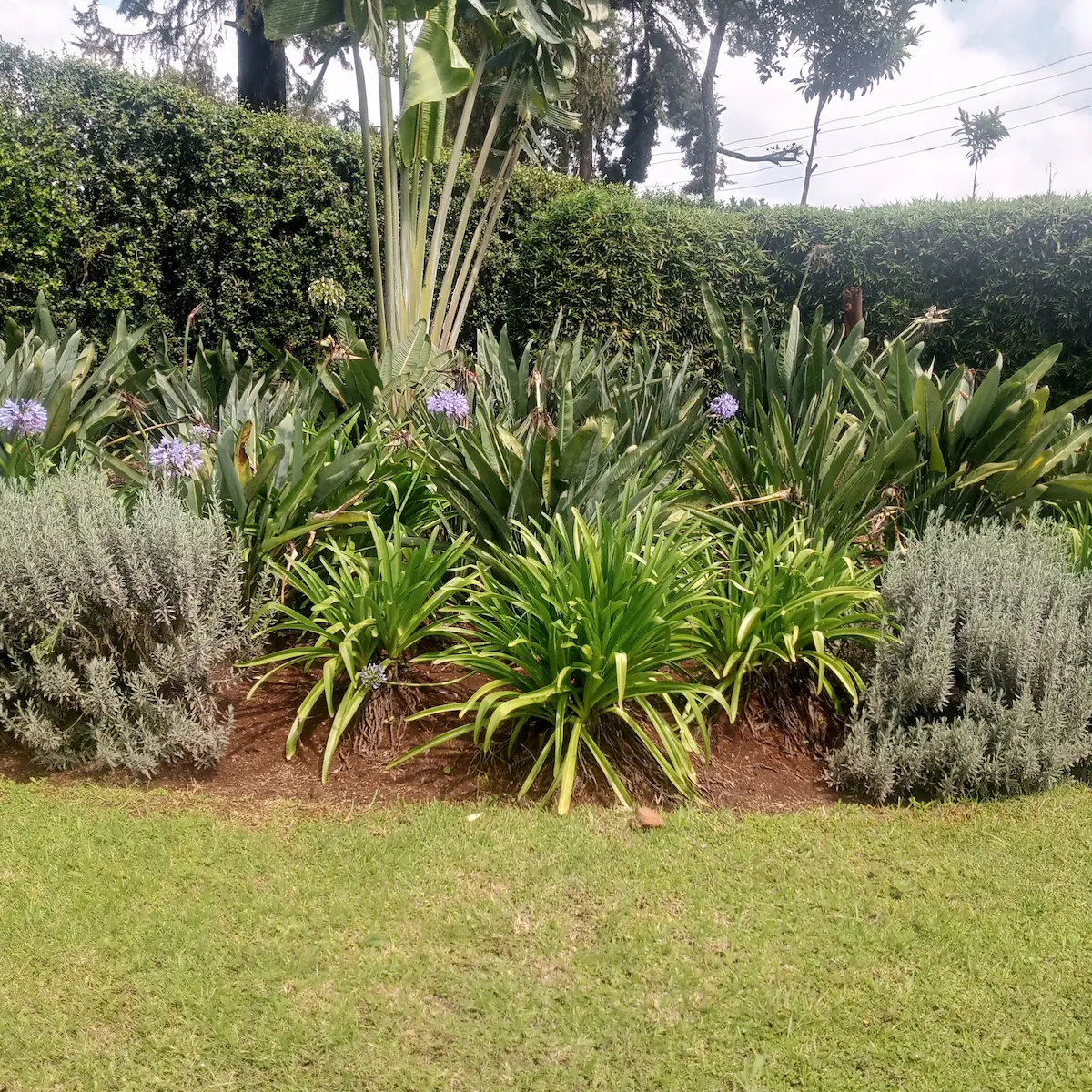 A beautiful Kenyan garden
