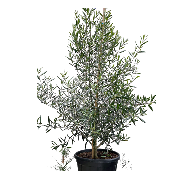 Olea africana - African Wild Olive