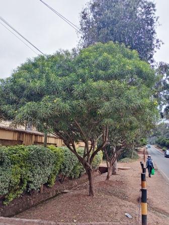 Yellow Oleander - Thevetia peruviana