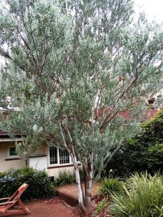 Acacia polyphylla - Sweet Wattle