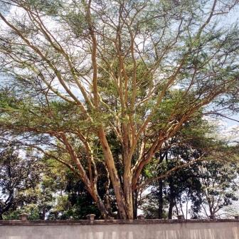 Vachellia xanthophloea - Fever Tree