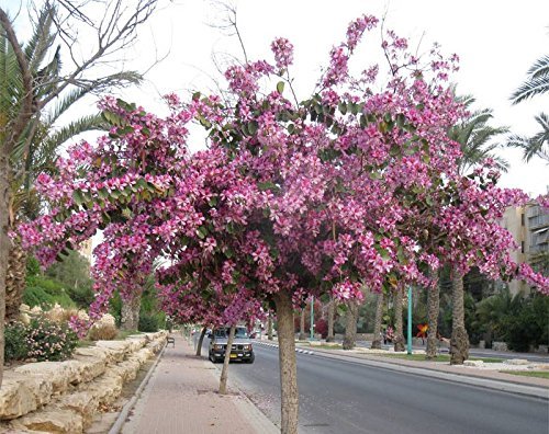 Bauhinia variegata - Orchid Tree