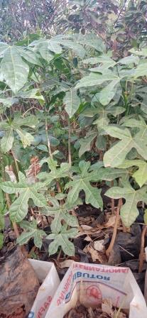 Brachychiton acerifolius - Illawarra Flame Tree