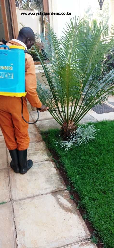 Spraying againast pests